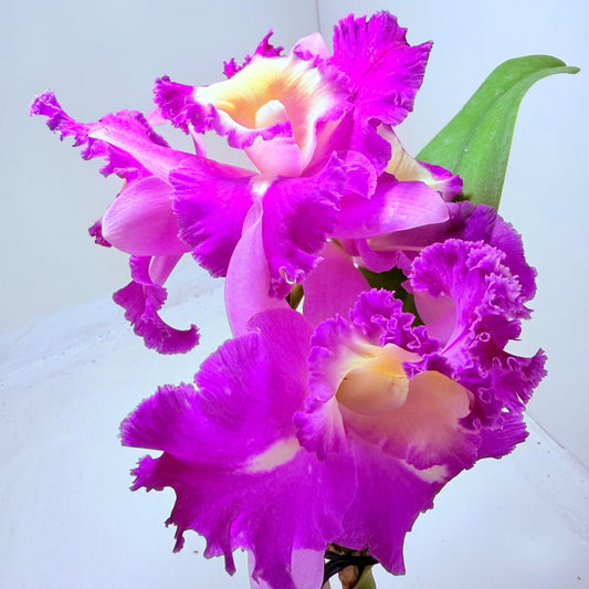 Buy Cattleya Rlc. Deception Royal Song ‘Topaz Fully Loaded’ Orchid | Rare Flowering Plant|100mm