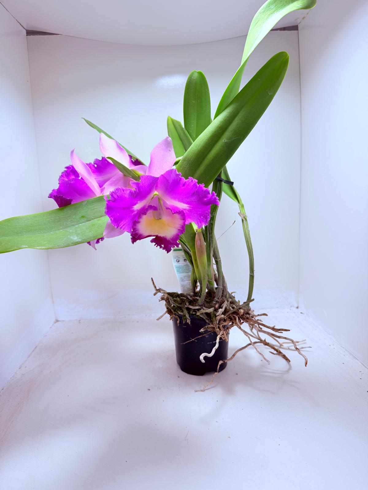 Buy Cattleya Rlc. Deception Royal Song ‘Topaz Fully Loaded’ Orchid | Rare Flowering Plant|100mm