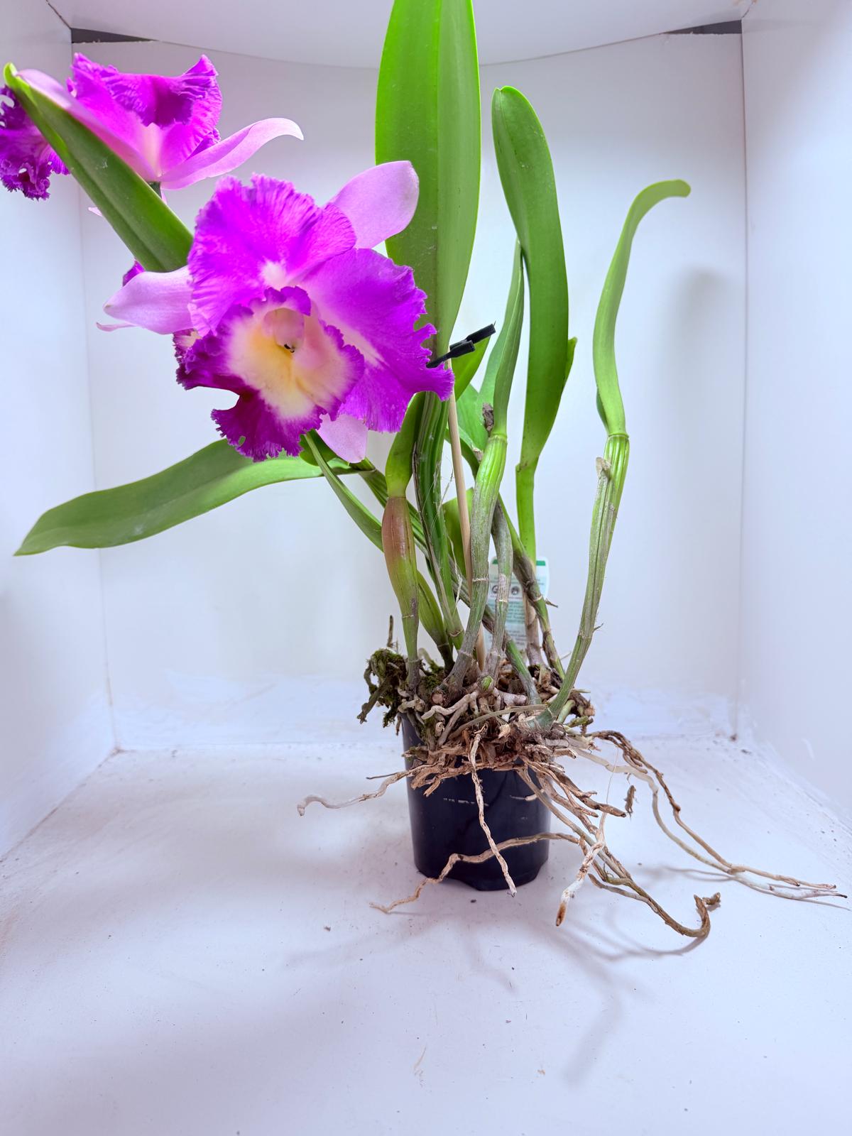 Buy Cattleya Rlc. Deception Royal Song ‘Topaz Fully Loaded’ Orchid | Rare Flowering Plant|100mm