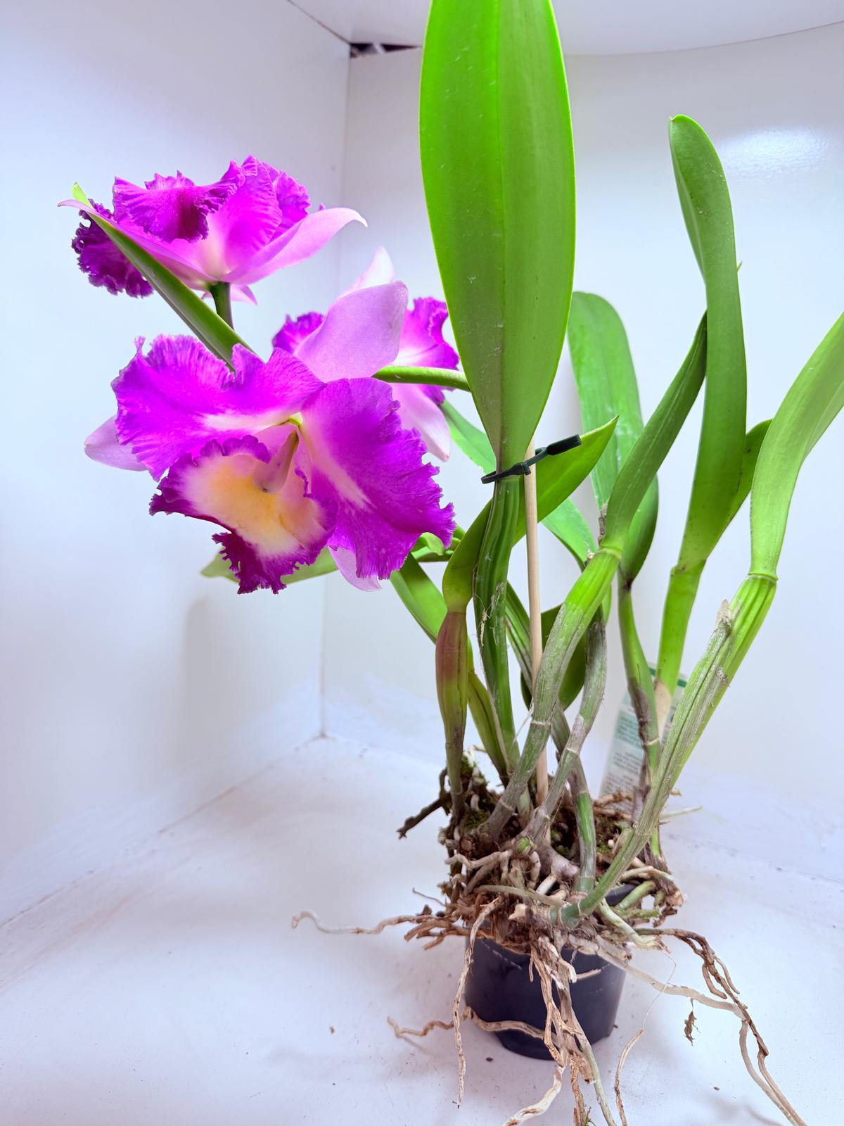Buy Cattleya Rlc. Deception Royal Song ‘Topaz Fully Loaded’ Orchid | Rare Flowering Plant|100mm