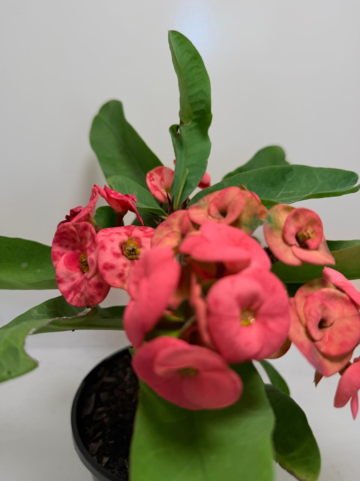 Buy Euphorbia Little Millie Red | Flowering Succulent Plant|190mm