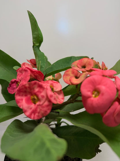 Buy Euphorbia Little Millie Red | Flowering Succulent Plant|190mm