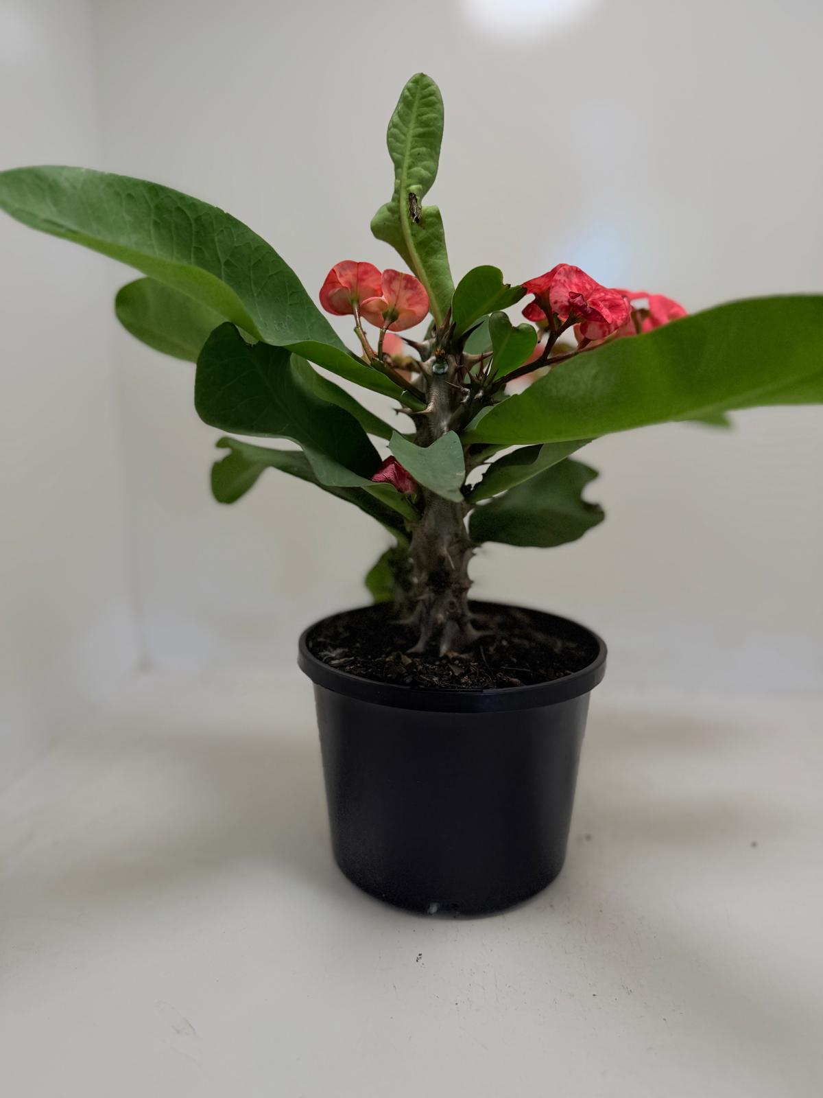 Buy Euphorbia Little Millie Red | Flowering Succulent Plant|190mm