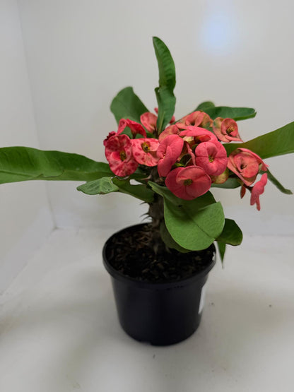 Buy Euphorbia Little Millie Red | Flowering Succulent Plant|190mm