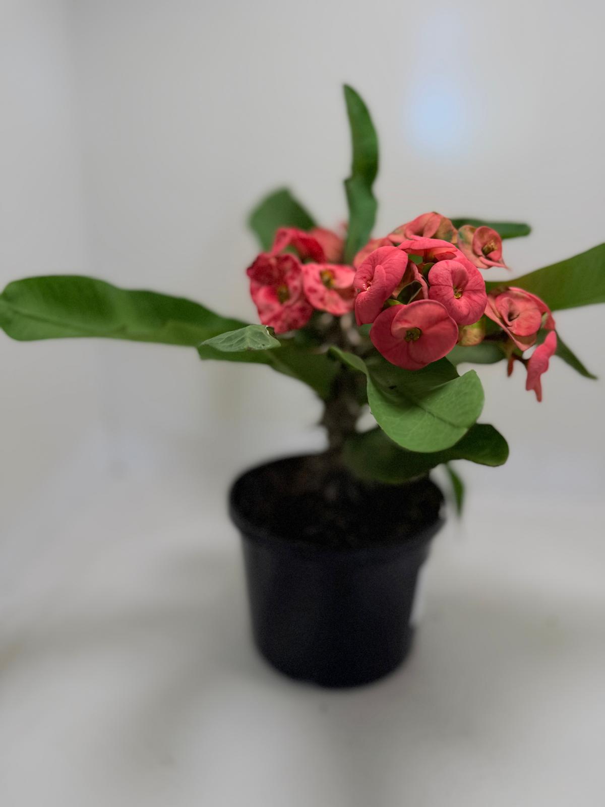 Buy Euphorbia Little Millie Red | Flowering Succulent Plant|190mm