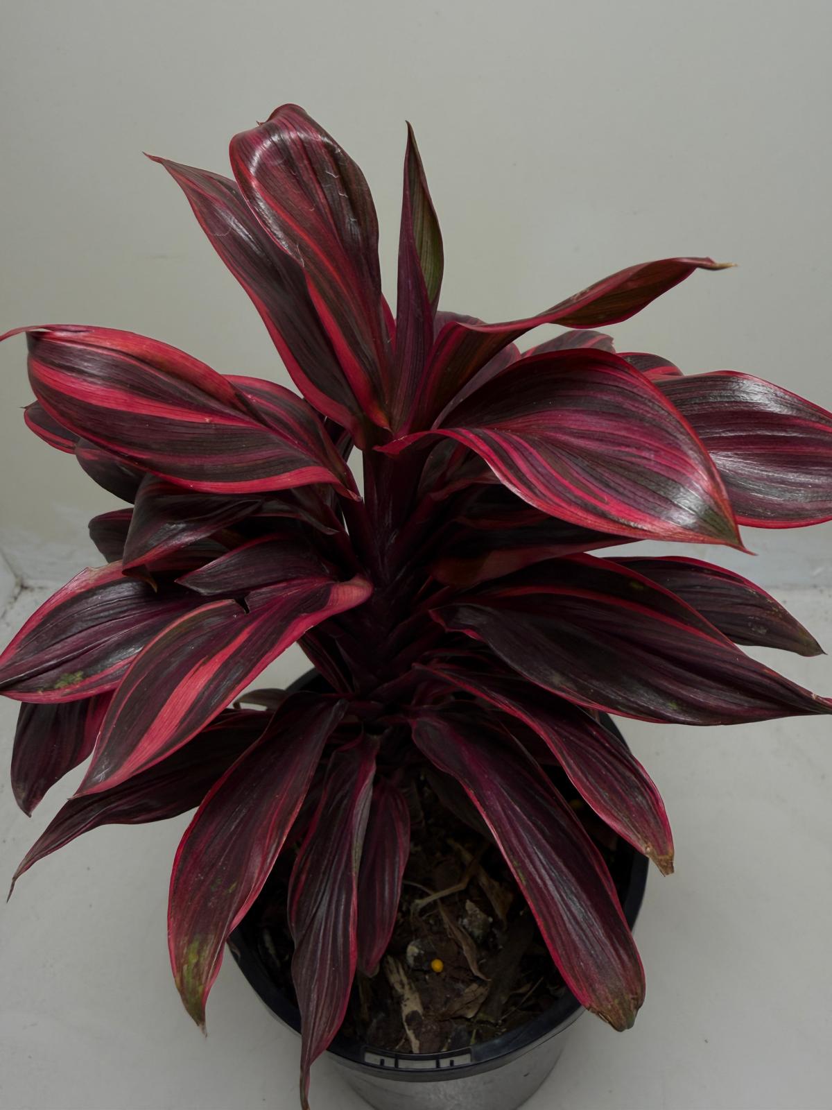 Buy Cordyline Pink Lady | Indoor & Outdoor Plant|140mm