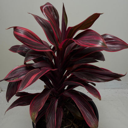 Buy Cordyline Pink Lady | Indoor & Outdoor Plant|140mm