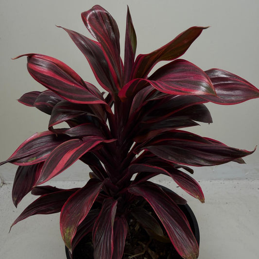 Buy Cordyline Pink Lady | Indoor & Outdoor Plant|140mm