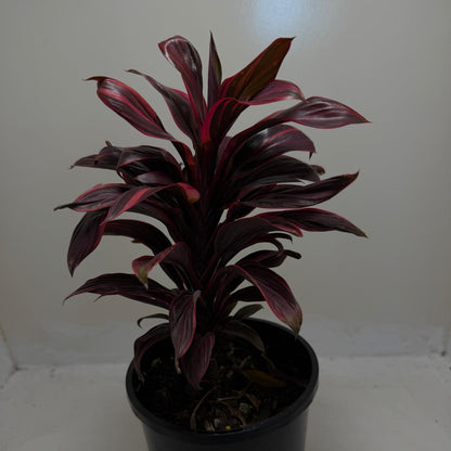 Buy Cordyline Pink Lady | Indoor & Outdoor Plant|140mm