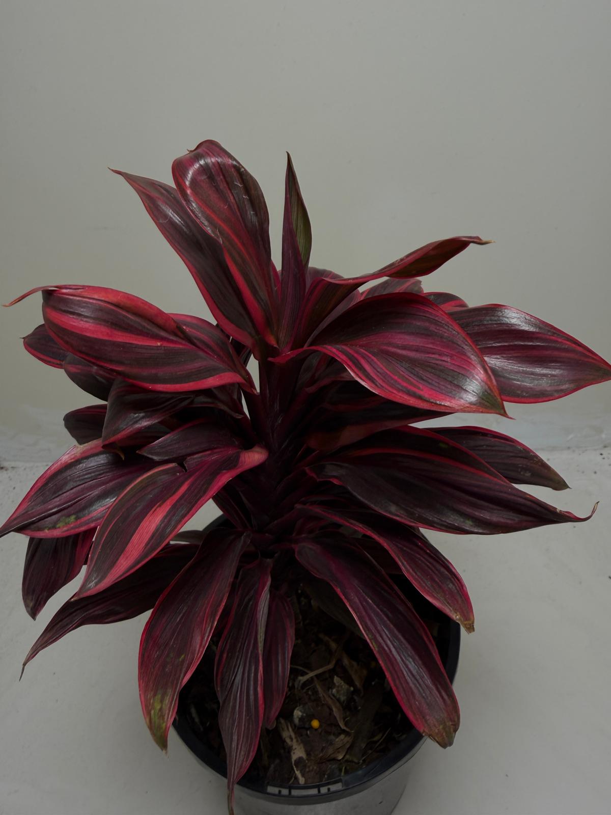 Buy Cordyline Pink Lady | Indoor & Outdoor Plant|140mm