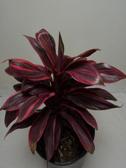 Buy Cordyline Pink Lady | Indoor & Outdoor Plant|140mm