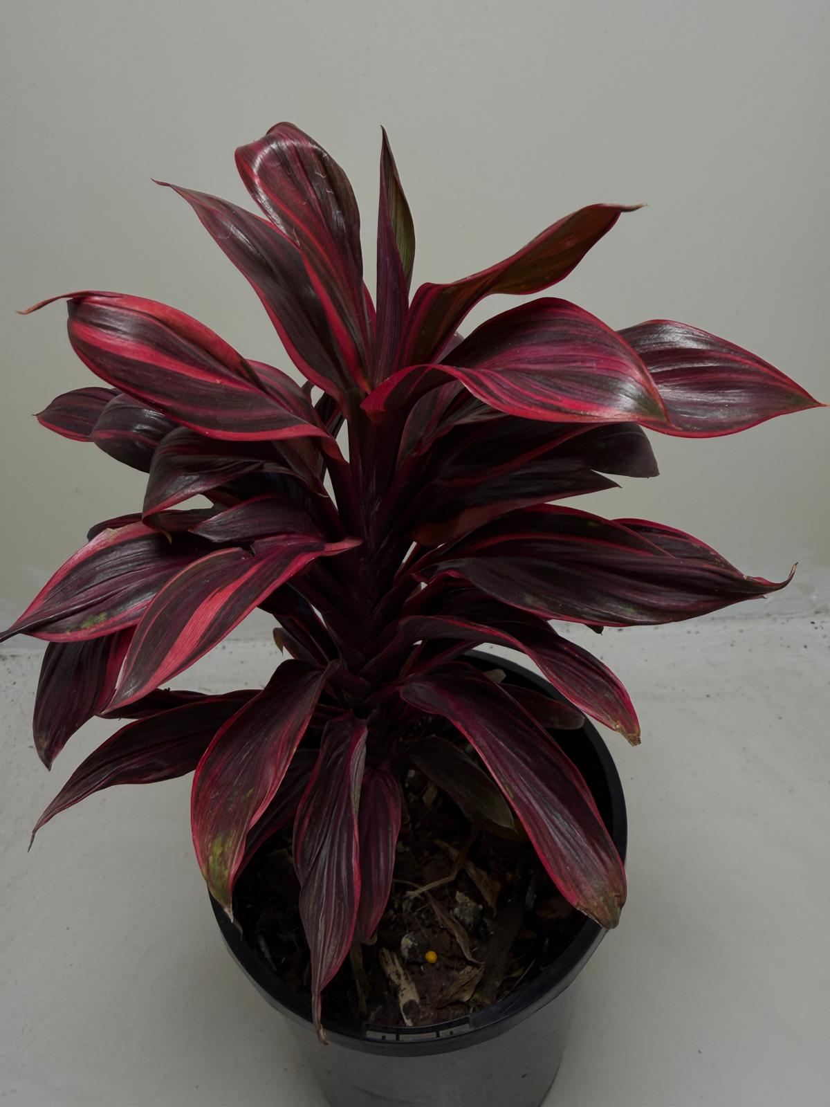 Buy Cordyline Pink Lady | Indoor & Outdoor Plant|140mm