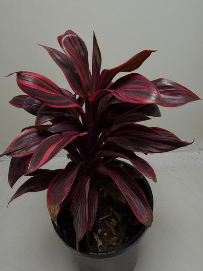 Buy Cordyline Pink Lady | Indoor & Outdoor Plant|140mm