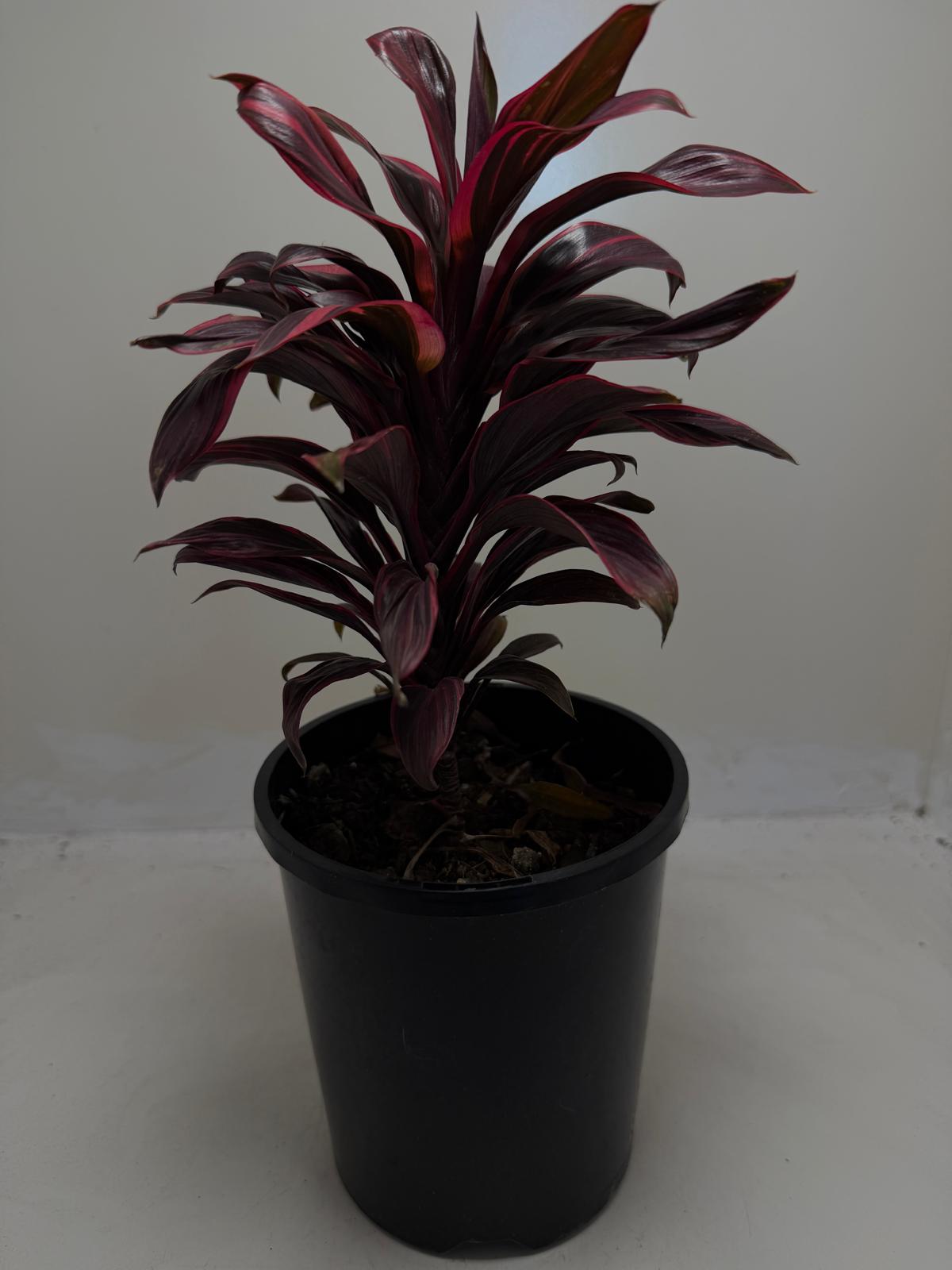 Buy Cordyline Pink Lady | Indoor & Outdoor Plant|140mm
