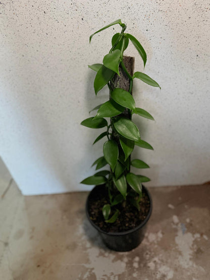 Buy Vanilla Orchid Plant | Tropical Climbing Plant|230mm