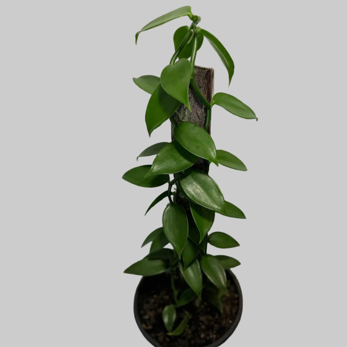 Buy Vanilla Orchid Plant | Tropical Climbing Plant|230mm
