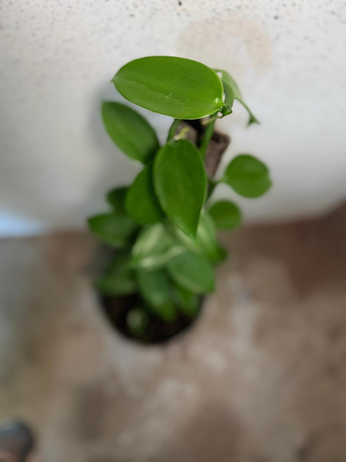 Buy Vanilla Orchid Plant | Tropical Climbing Plant|230mm
