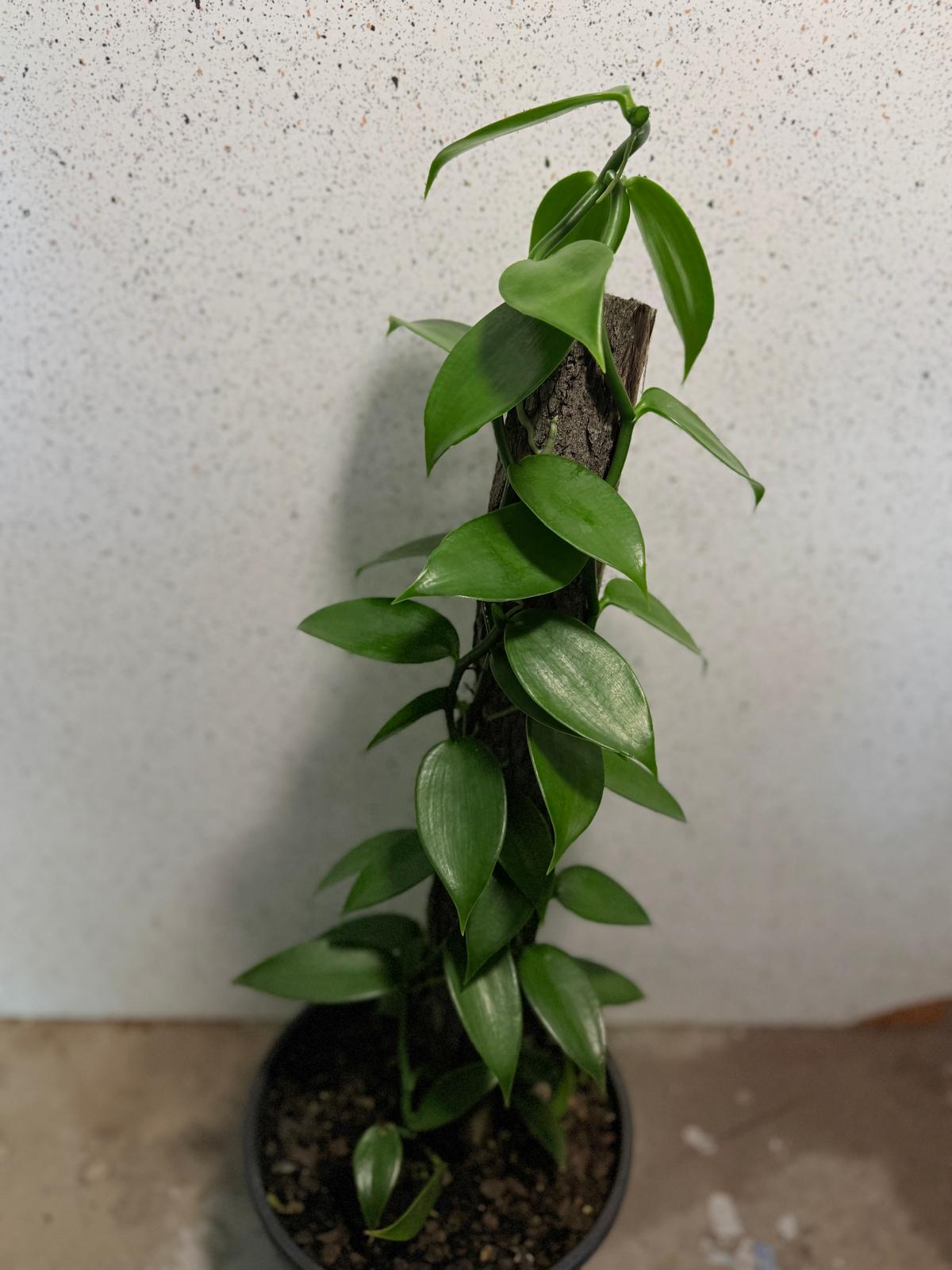 Buy Vanilla Orchid Plant | Tropical Climbing Plant|230mm