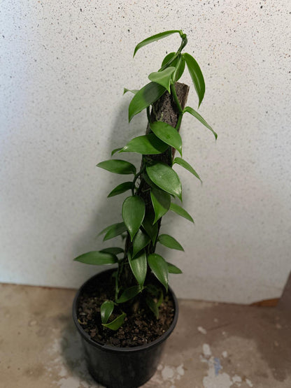 Buy Vanilla Orchid Plant | Tropical Climbing Plant|230mm