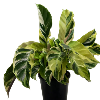 Calathea ‘Fusion Yellow’ | Colourful Tropical Indoor Plant Succulents World