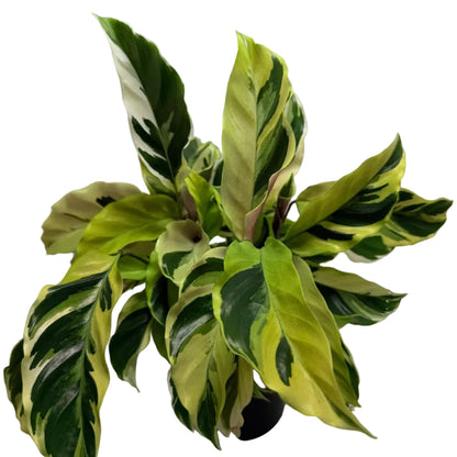 Calathea ‘Fusion Yellow’ | Colourful Tropical Indoor Plant Succulents World