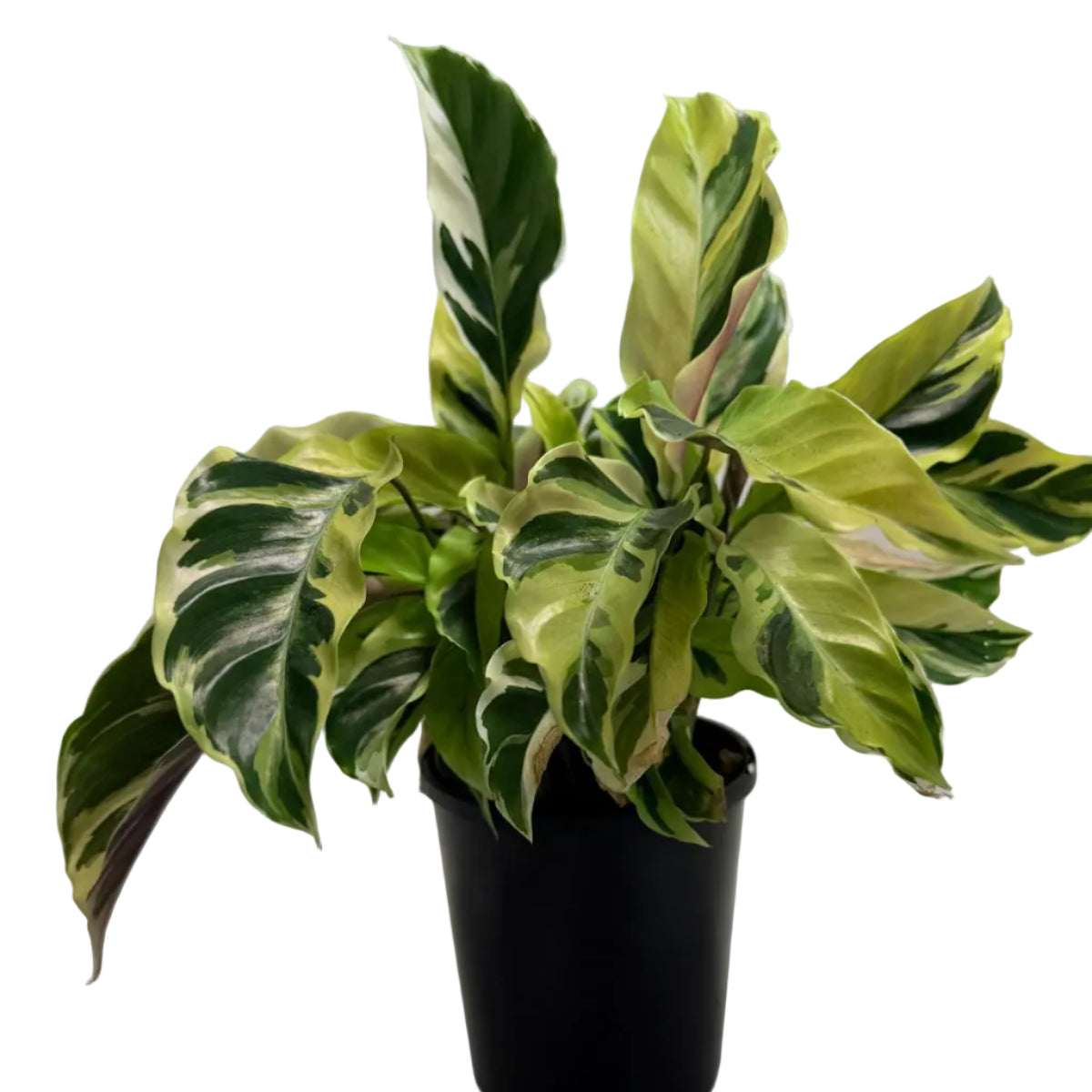 Calathea ‘Fusion Yellow’ | Colourful Tropical Indoor Plant Succulents World