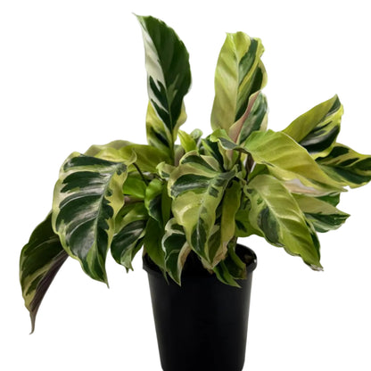 Calathea ‘Fusion Yellow’ | Colourful Tropical Indoor Plant Succulents World