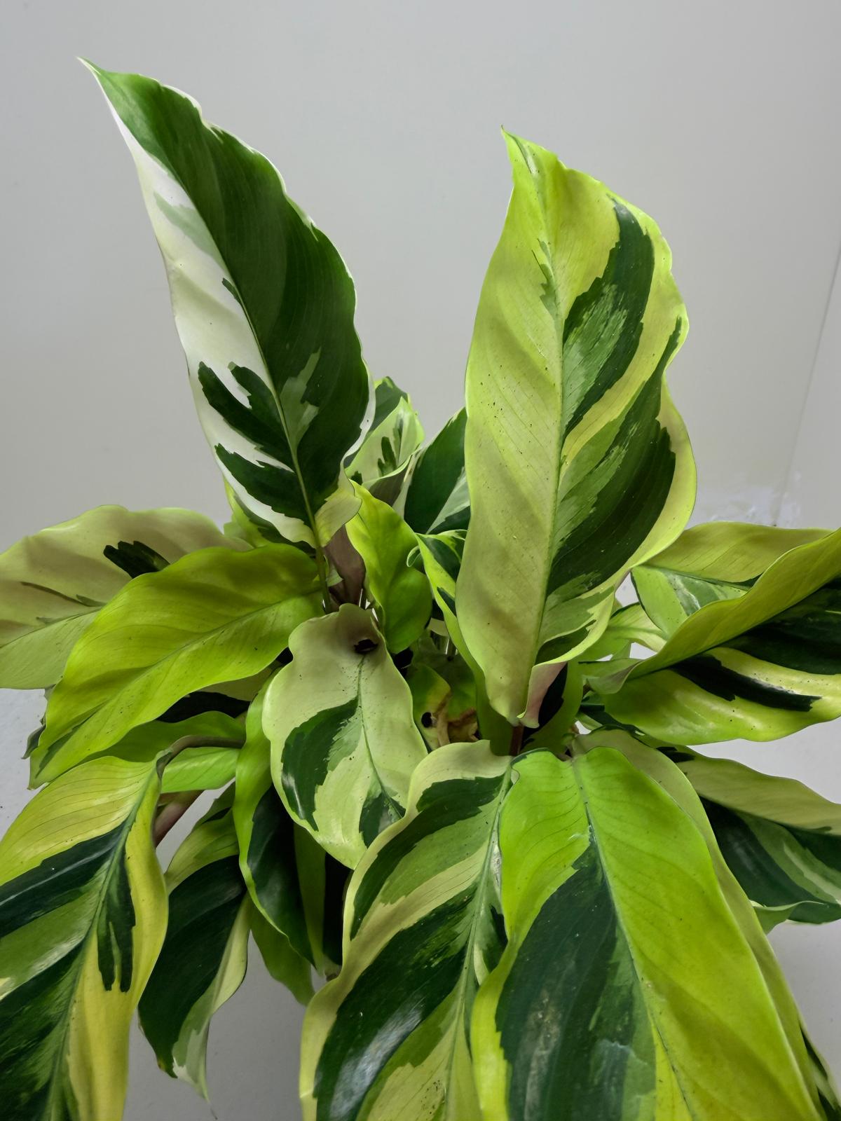 Calathea ‘Fusion Yellow’ | Colourful Tropical Indoor Plant Succulents World