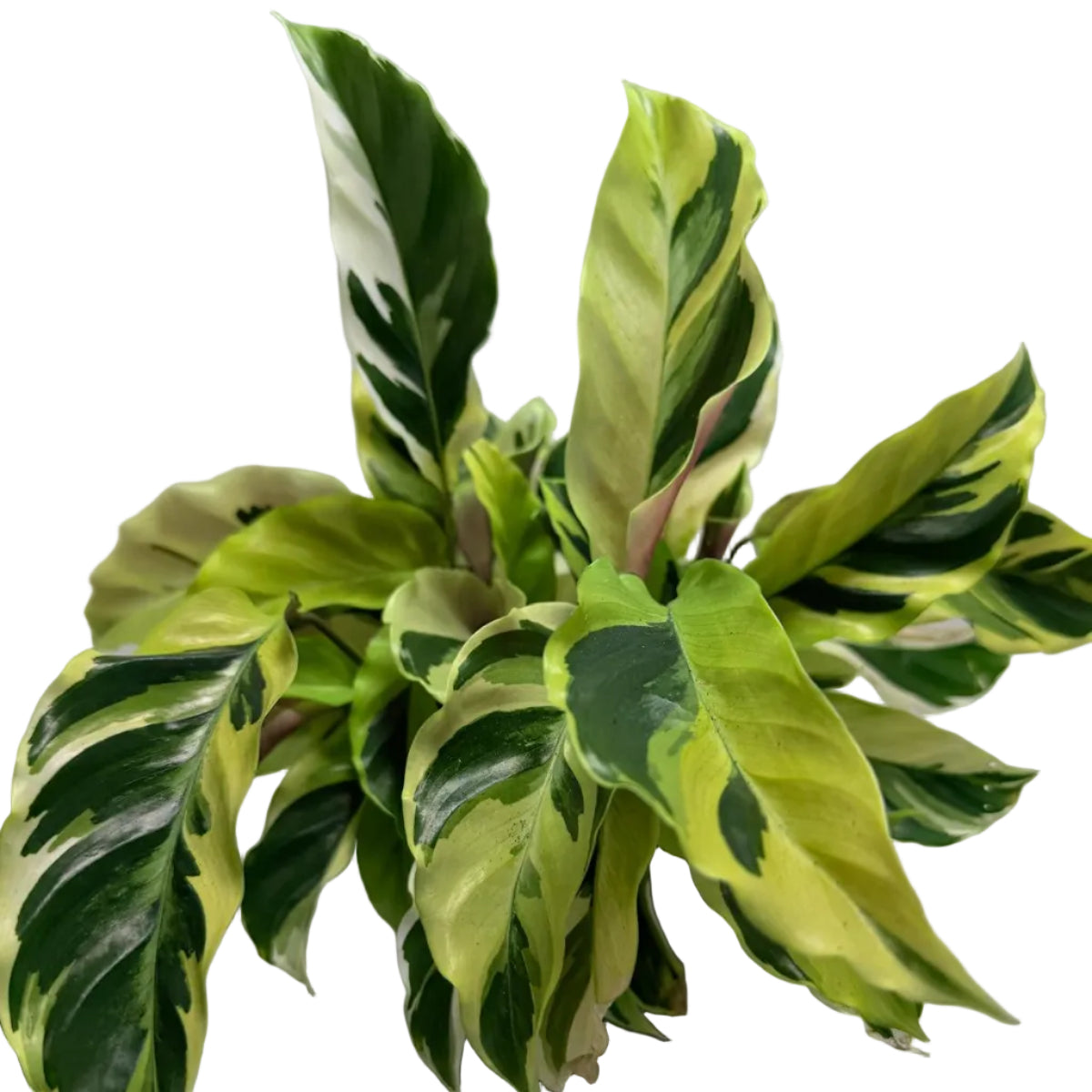 Calathea ‘Fusion Yellow’ | Colourful Tropical Indoor Plant Succulents World