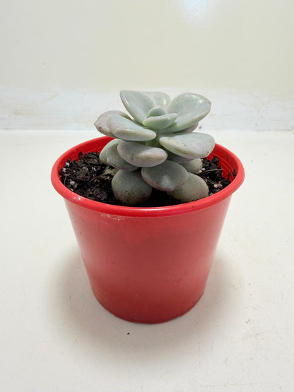 Graptoveria Margaret Rose