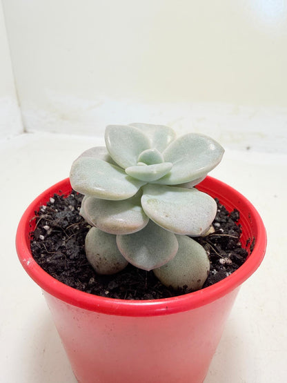 Graptoveria Margaret Rose