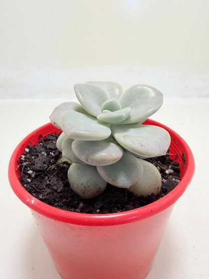 Graptoveria Margaret Rose