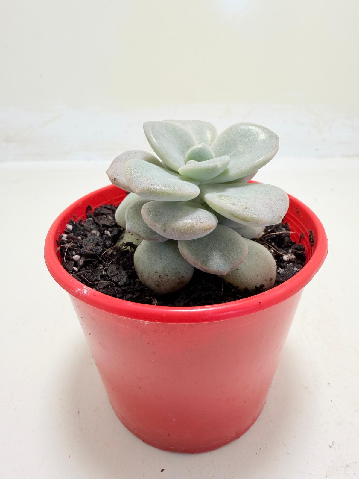 Graptoveria Margaret Rose