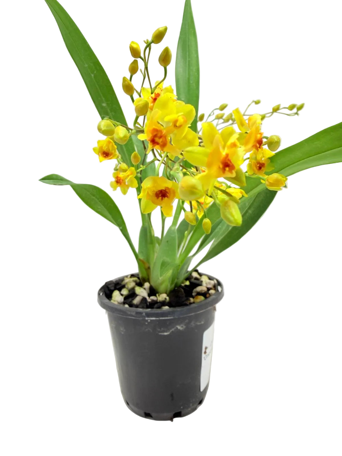 Oncidium Twinkle 'Oro' Orchid - 80mm with pot