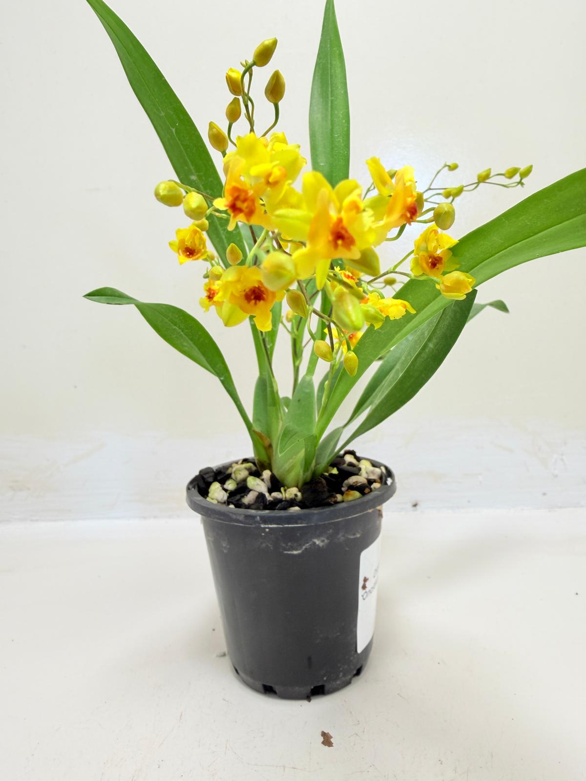 Oncidium Twinkle 'Oro' Orchid - 80mm with pot