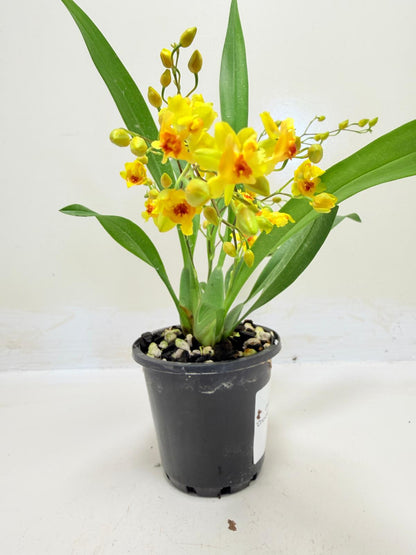 Oncidium Twinkle 'Oro' Orchid - 80mm with pot