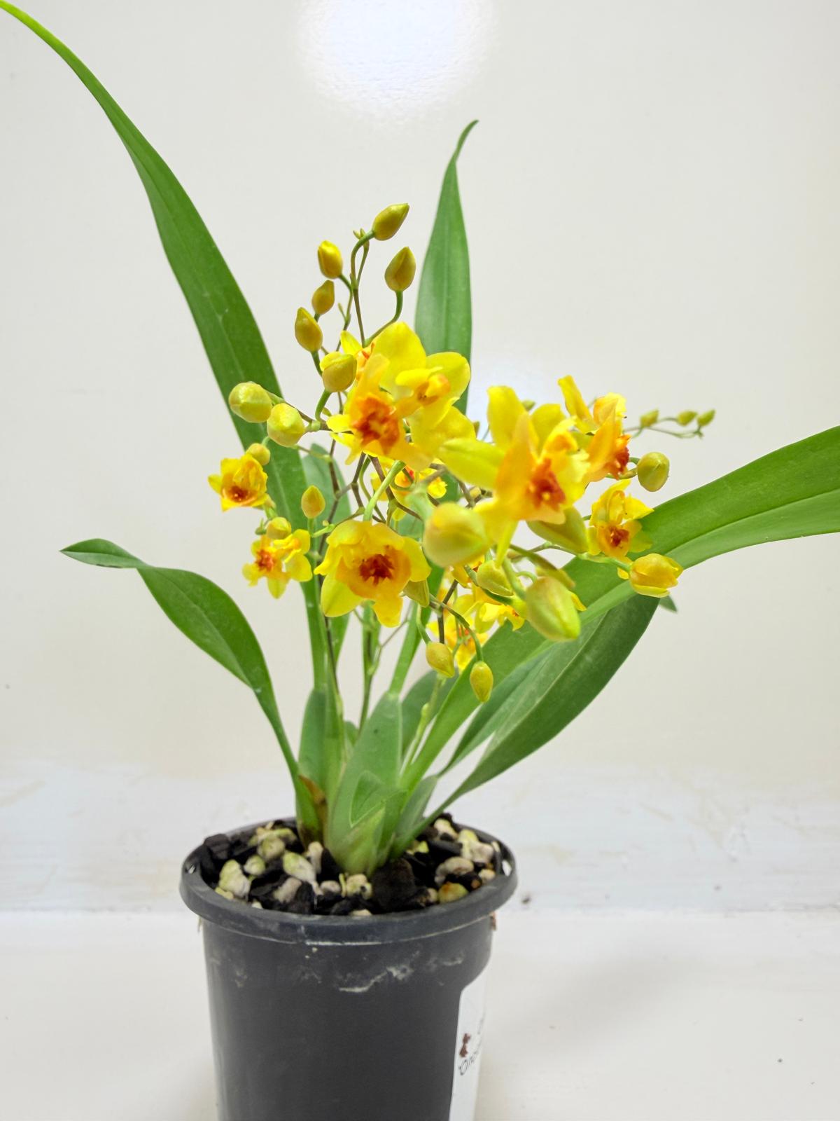 Oncidium Twinkle 'Oro' Orchid - 80mm with pot