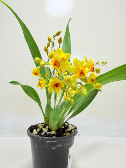 Oncidium Twinkle 'Oro' Orchid - 80mm with pot