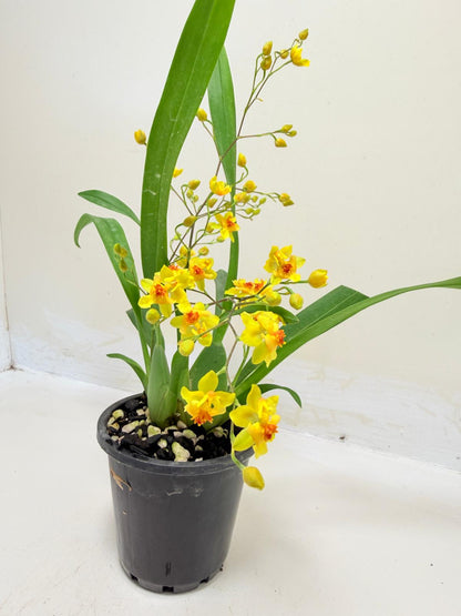 Oncidium Twinkle 'Oro' Orchid - 80mm with pot