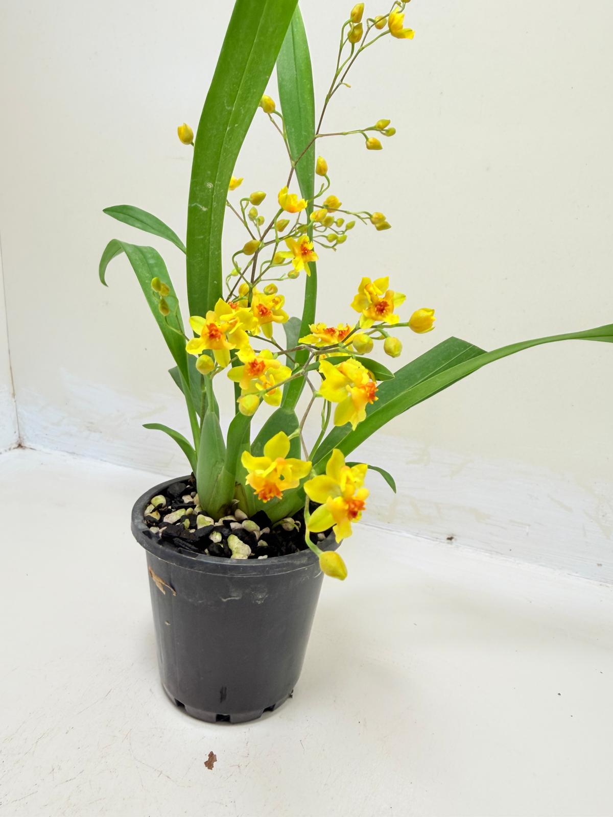 Oncidium Twinkle 'Oro' Orchid - 80mm with pot