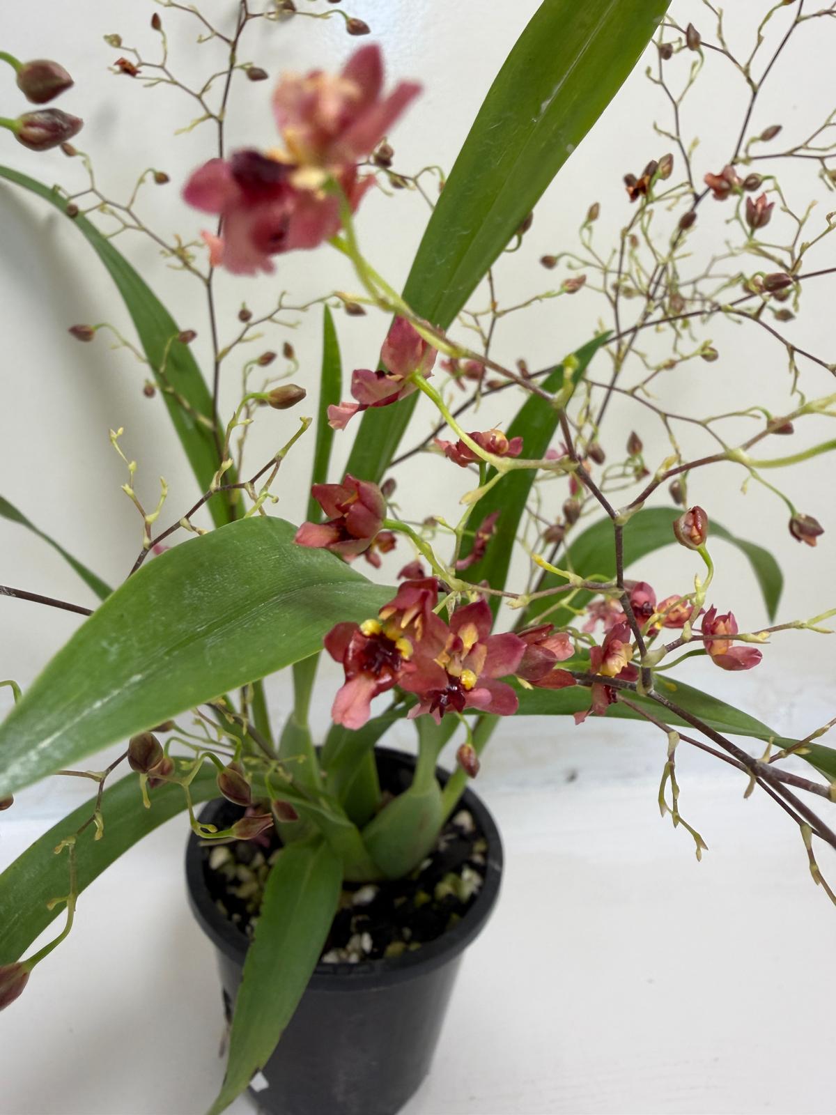 Oncidium Twinkle 'CT Red Girl' - 80mm with pot