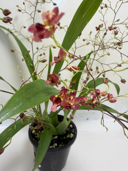 Oncidium Twinkle 'CT Red Girl' - 80mm with pot