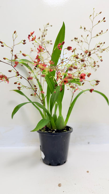 Oncidium Twinkle 'CT Red Girl' - 80mm with pot