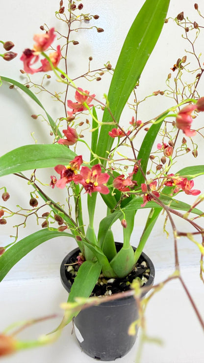 Oncidium Twinkle 'CT Red Girl' - 80mm with pot