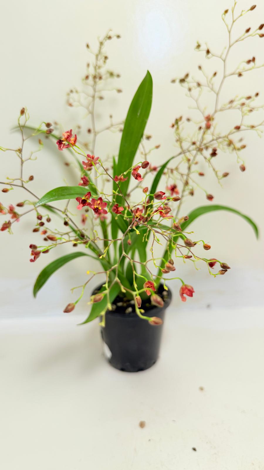 Oncidium Twinkle 'CT Red Girl' - 80mm with pot