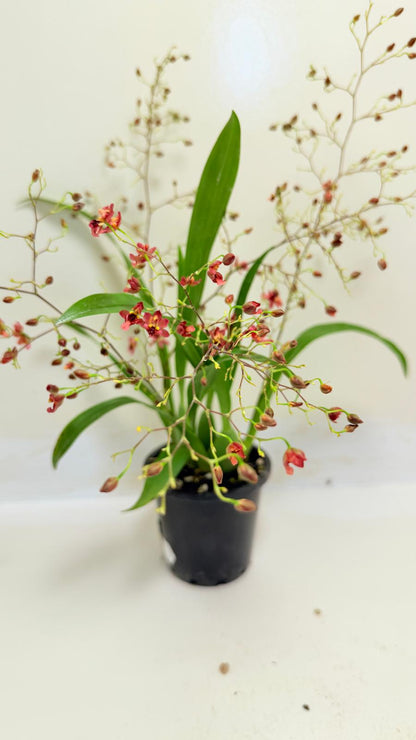 Oncidium Twinkle 'CT Red Girl' - 80mm with pot