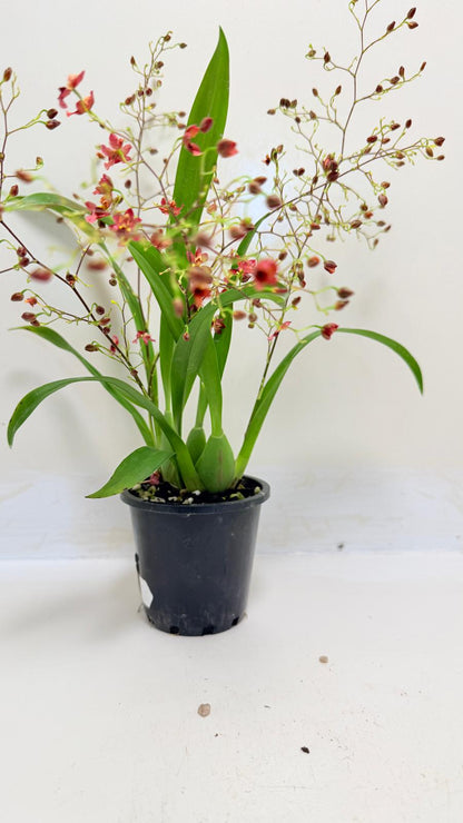 Oncidium Twinkle 'CT Red Girl' - 80mm with pot