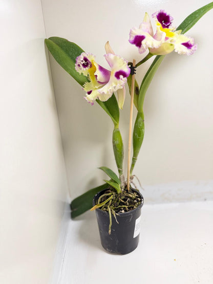 Buy Cattleya Bio Goldenzelle Egg Nong x Maris Song Mad Butterfly | Rare Orchid