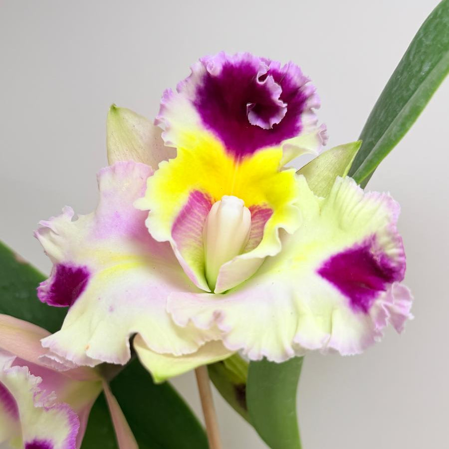 Buy Cattleya Bio Goldenzelle Egg Nong x Maris Song Mad Butterfly | Rare Orchid