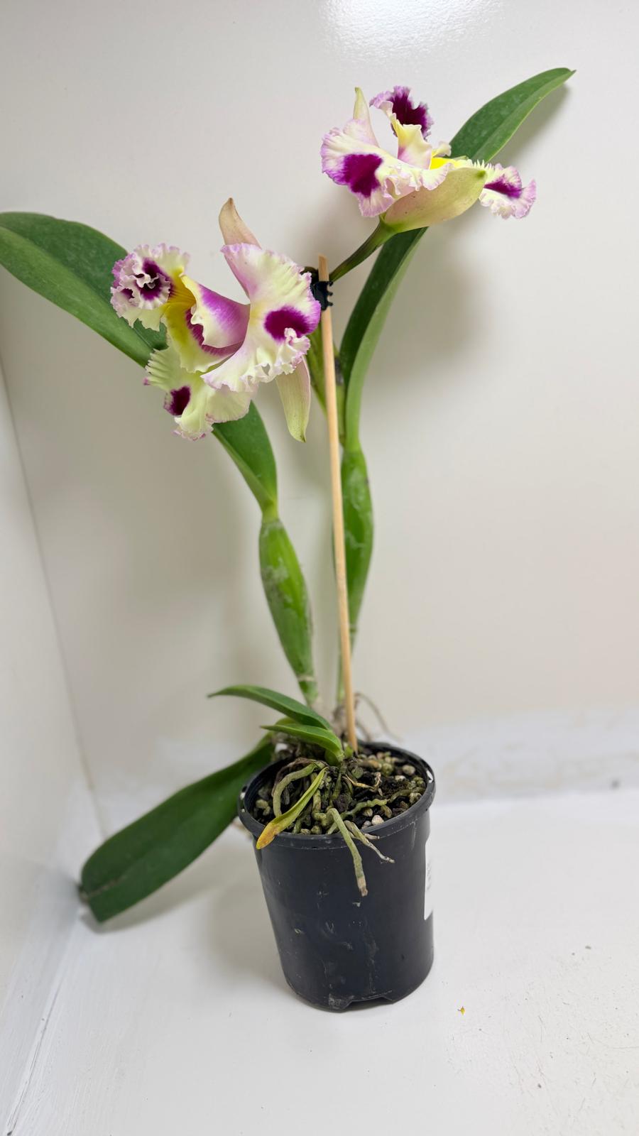 Buy Cattleya Bio Goldenzelle Egg Nong x Maris Song Mad Butterfly | Rare Orchid